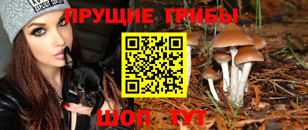Заводоуковск  продажа наркотиков  Вход с VPN  Псилоцибиновые грибы GOLDEN TEACHER 
