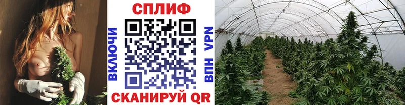 как найти наркотики  Заводоуковск  Каннабис семена 